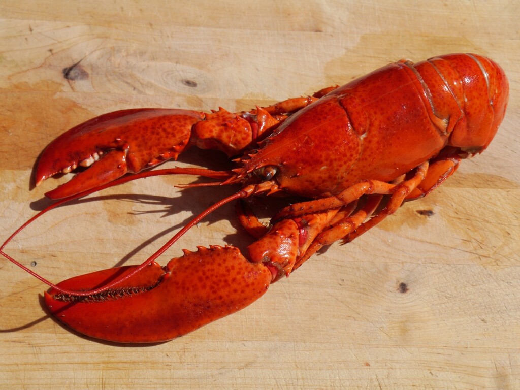 Reinventing lobster traceability