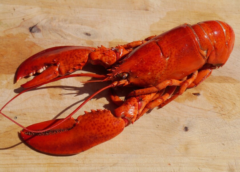 Reinventing lobster traceability