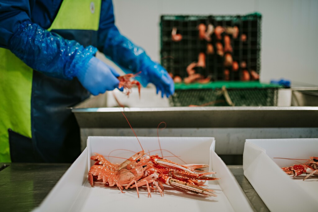 Navigating the landscape of seafood traceability