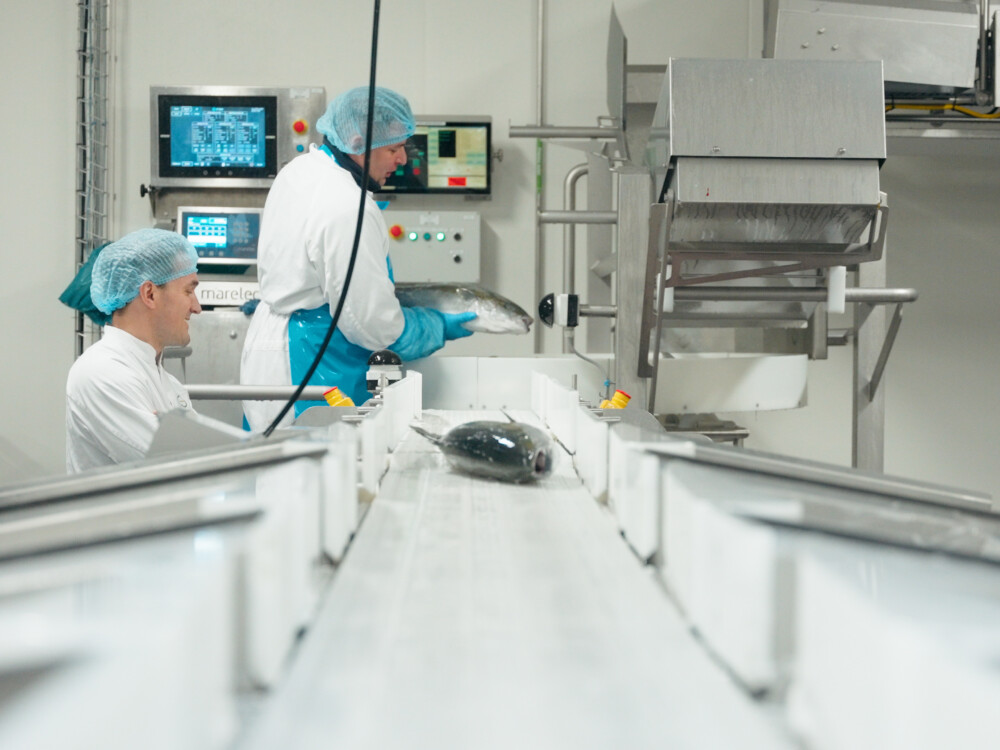 Seafood processing
